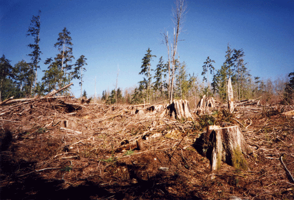 clearcut