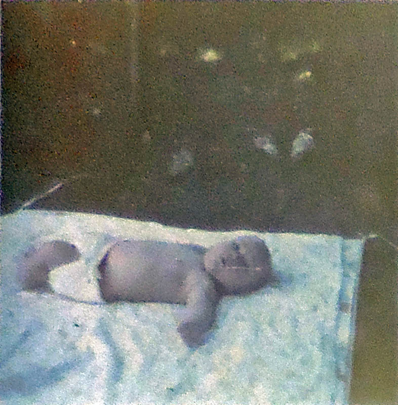 noah picnic portland