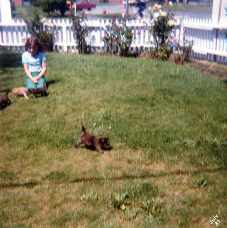sarah and sashas kittens
