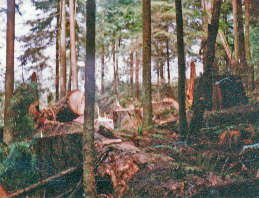 clearcut next to cabin