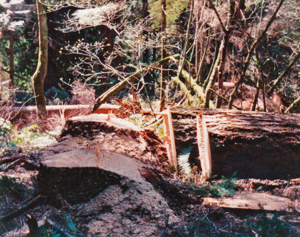 logged property next to cabin