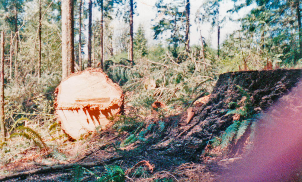 logged property next to cabin