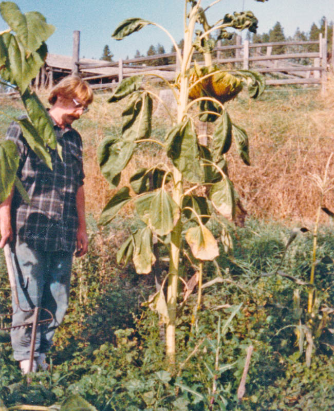dennis sunflower 1991