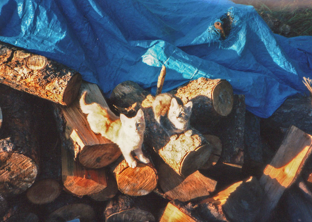 cats in woodpile