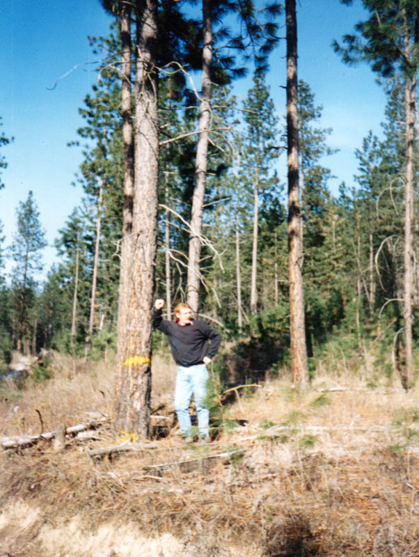 dennis and marked tree