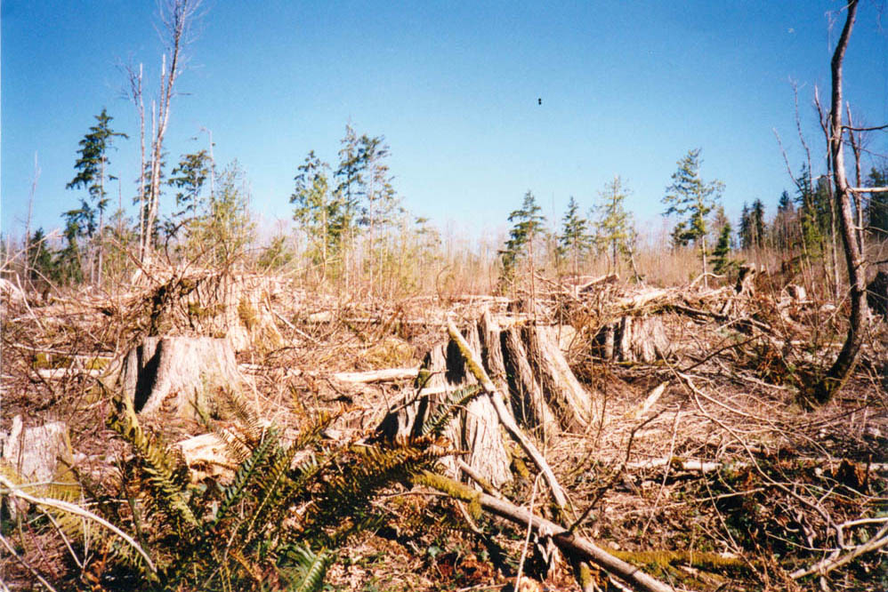 clearcut at lornas