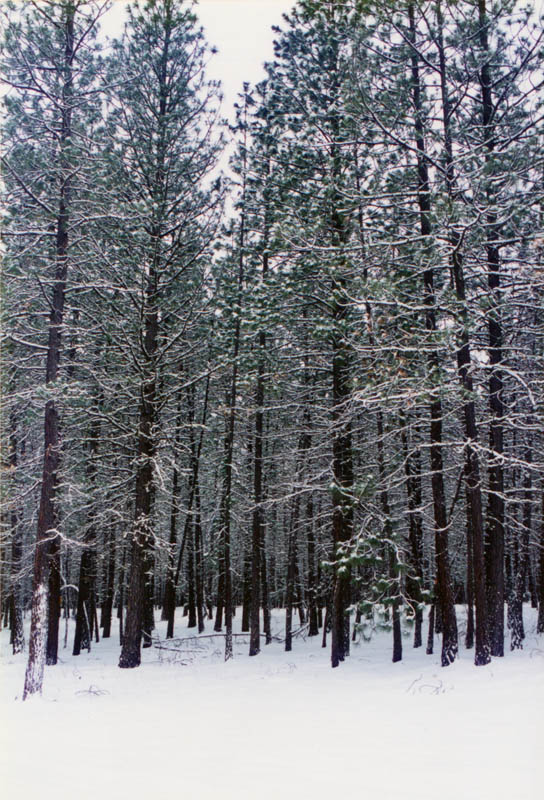 winter trees