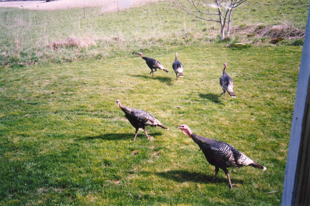 turkeys