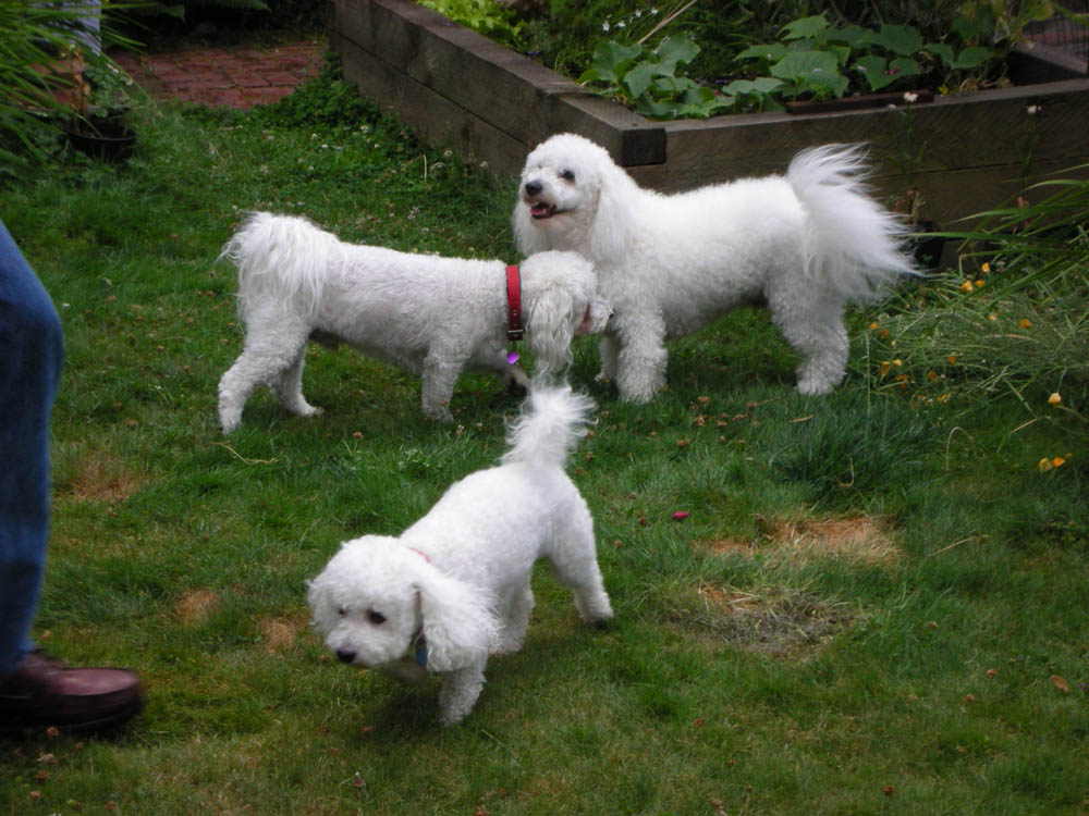 alfie with mom and dad