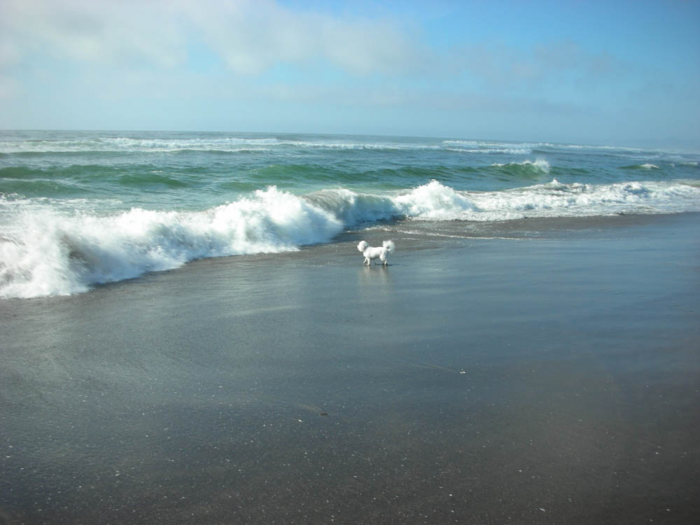 alfie at neskowin