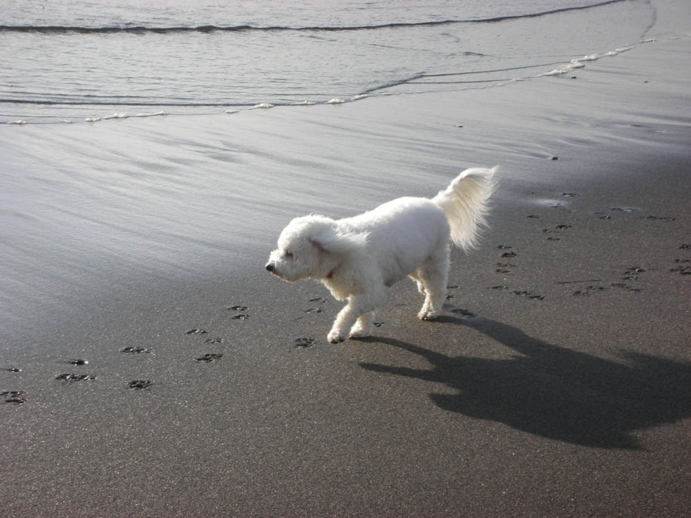 alfie at neskowin