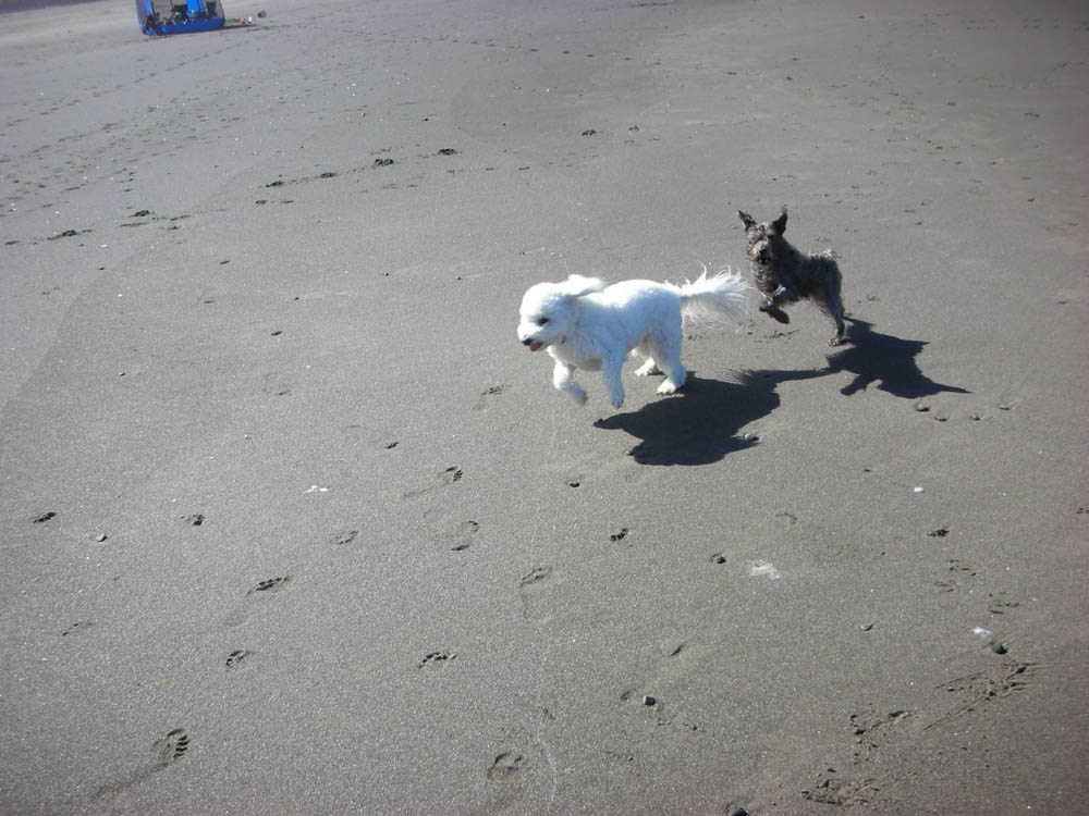 alfie at neskowin