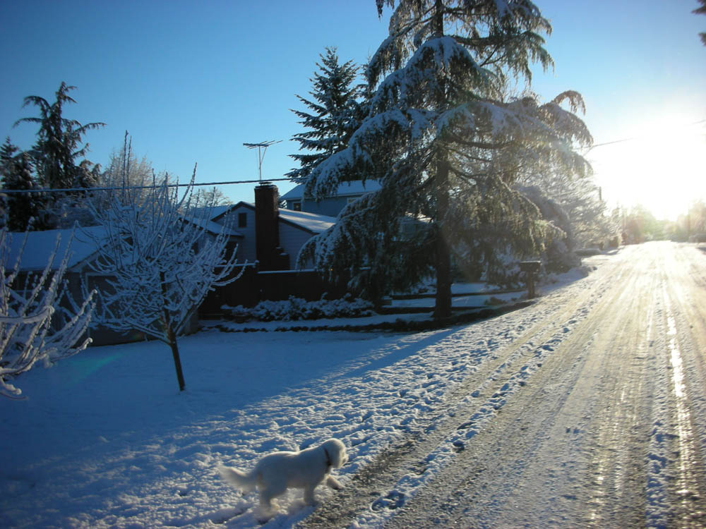 jan_alfie in kirkland