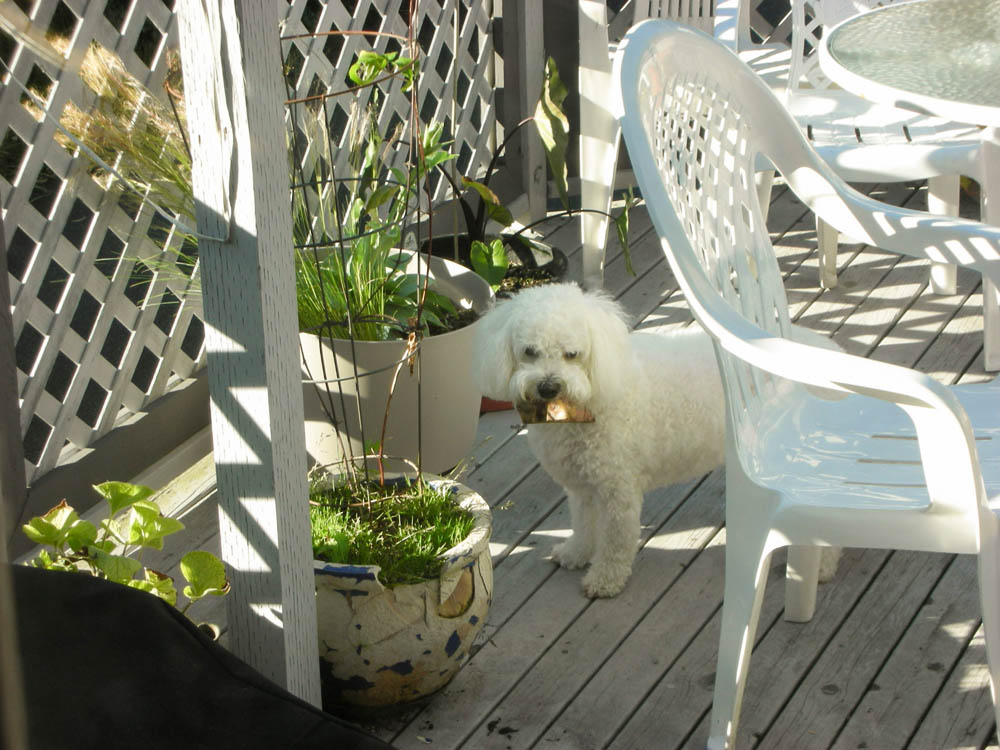 july_alfie in kirkland