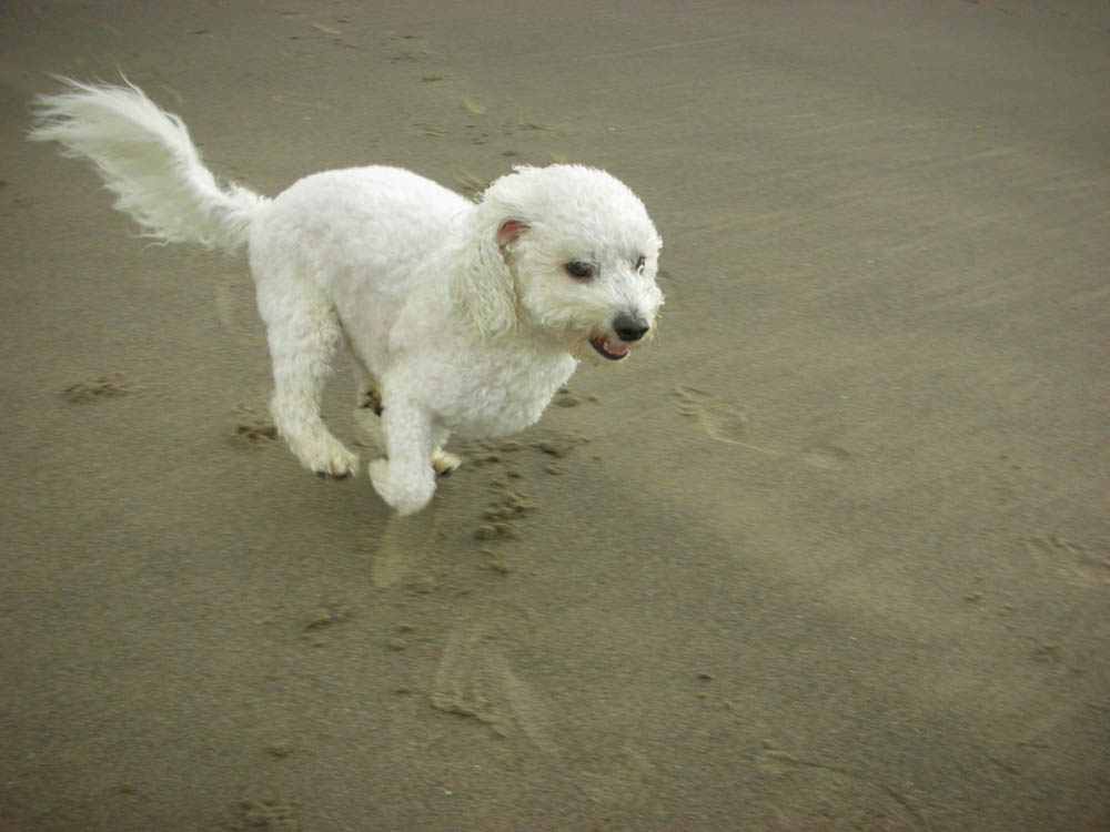 aug_alfie at neskowin