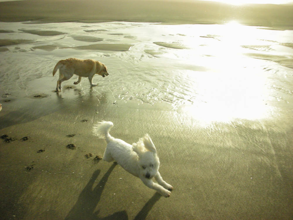 aug_alfie at neskowin