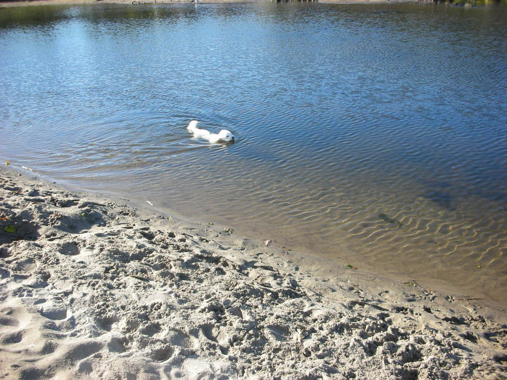 sept_alfie at neskowin