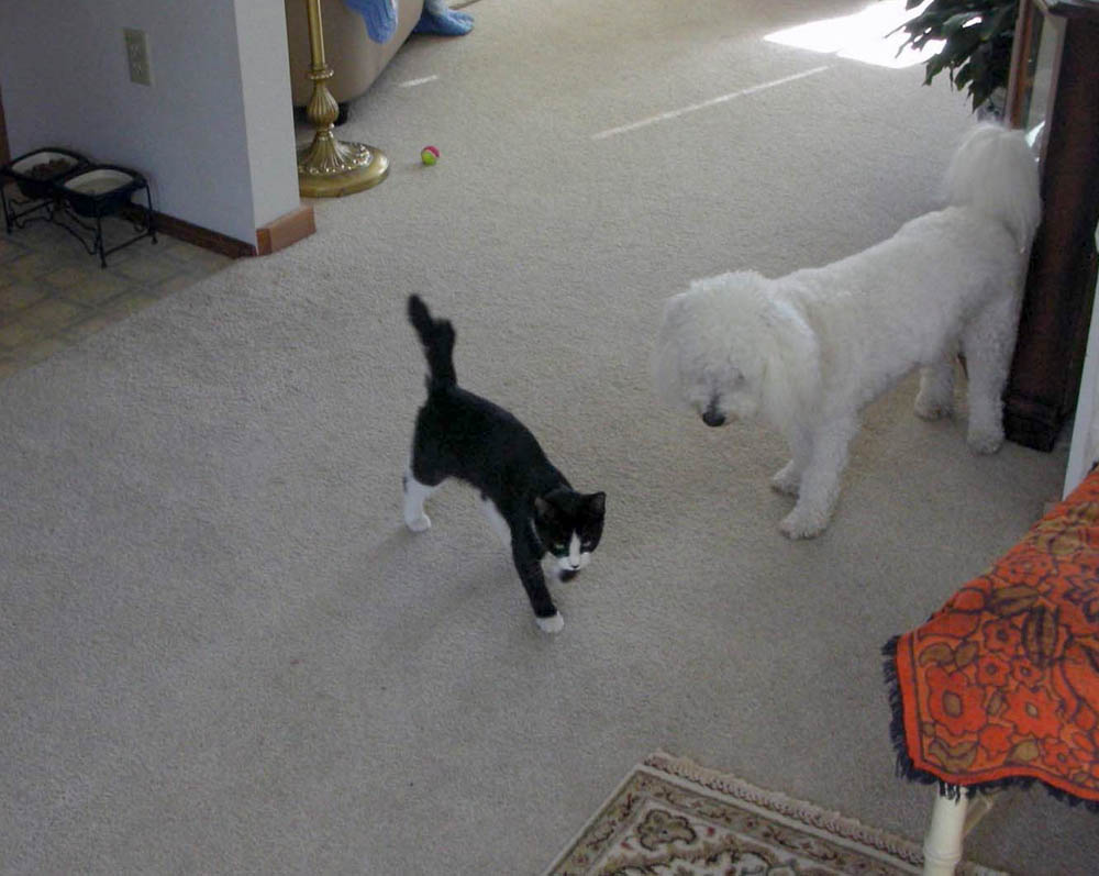 sept_neighbor cat bitsy_betty and alfie