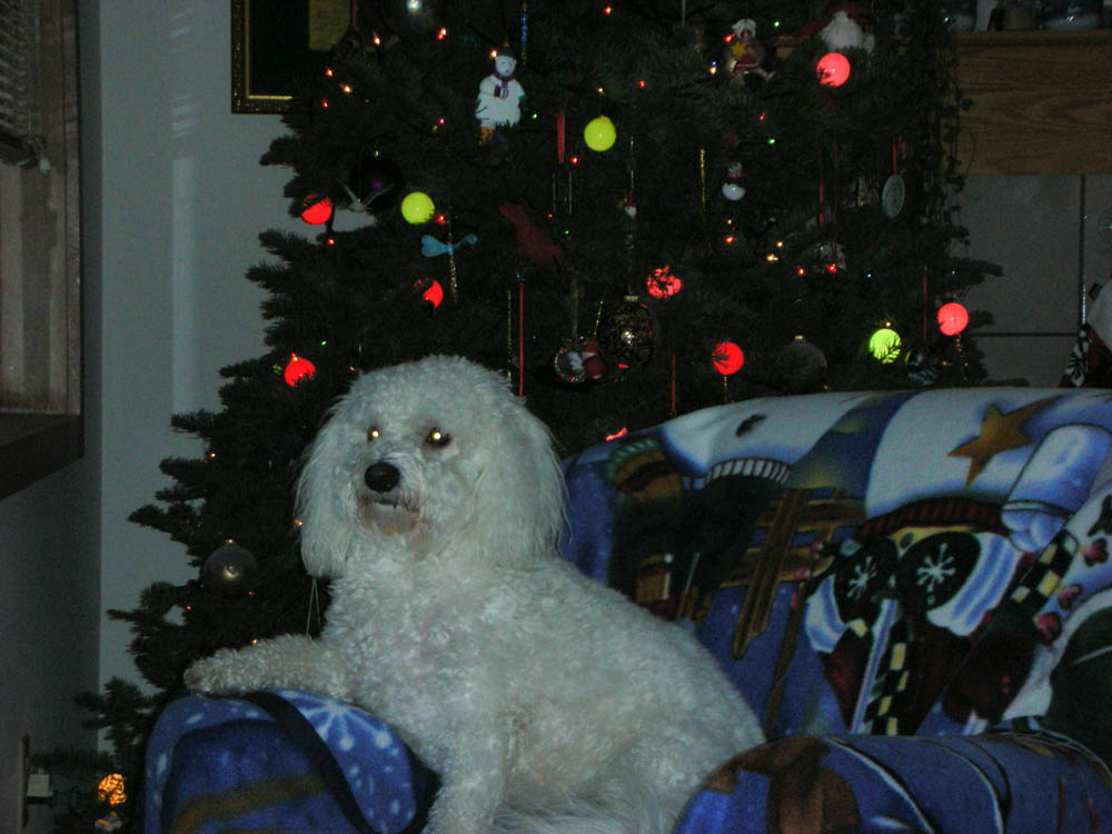 dec_alfie xmas in kirkland