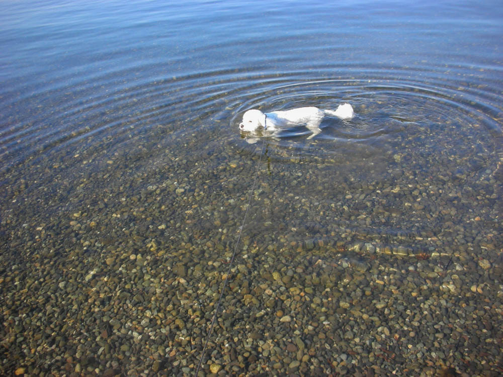 may_alfie in lake washington kirkland
