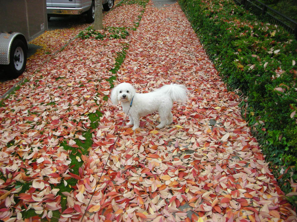 october_alfie in kirkland
