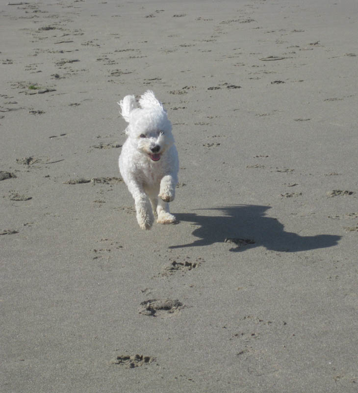 august_alfie in neskowin