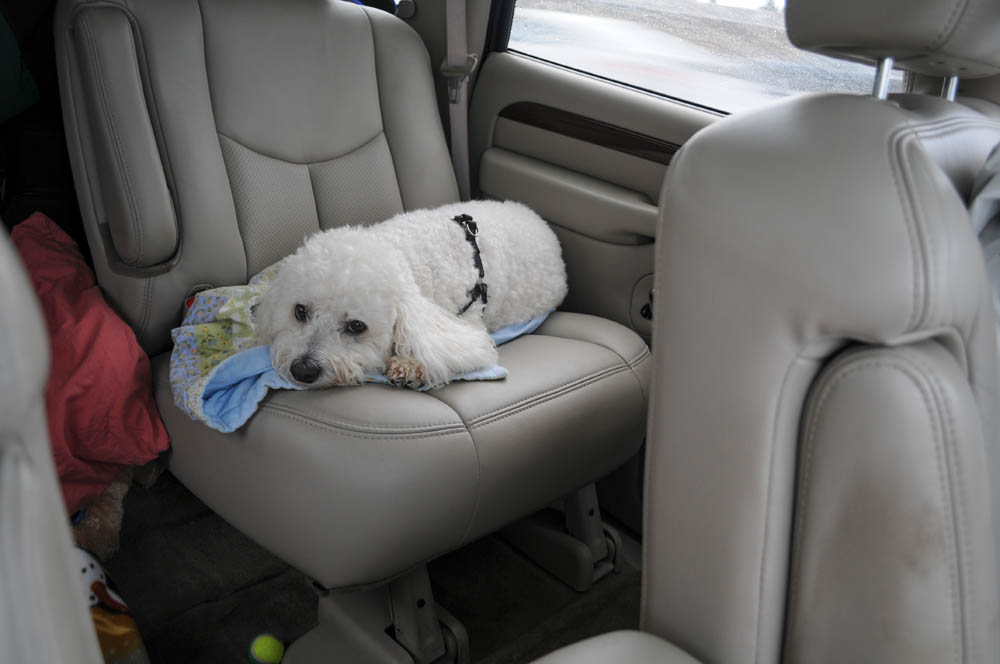 september_alfie on way home from neskowin