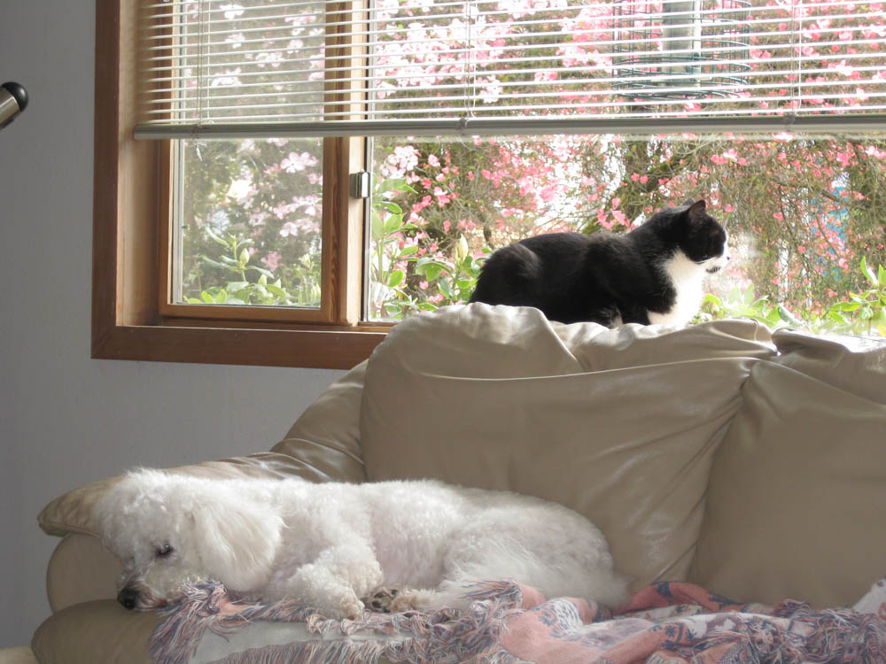 april_alfie and bitsy