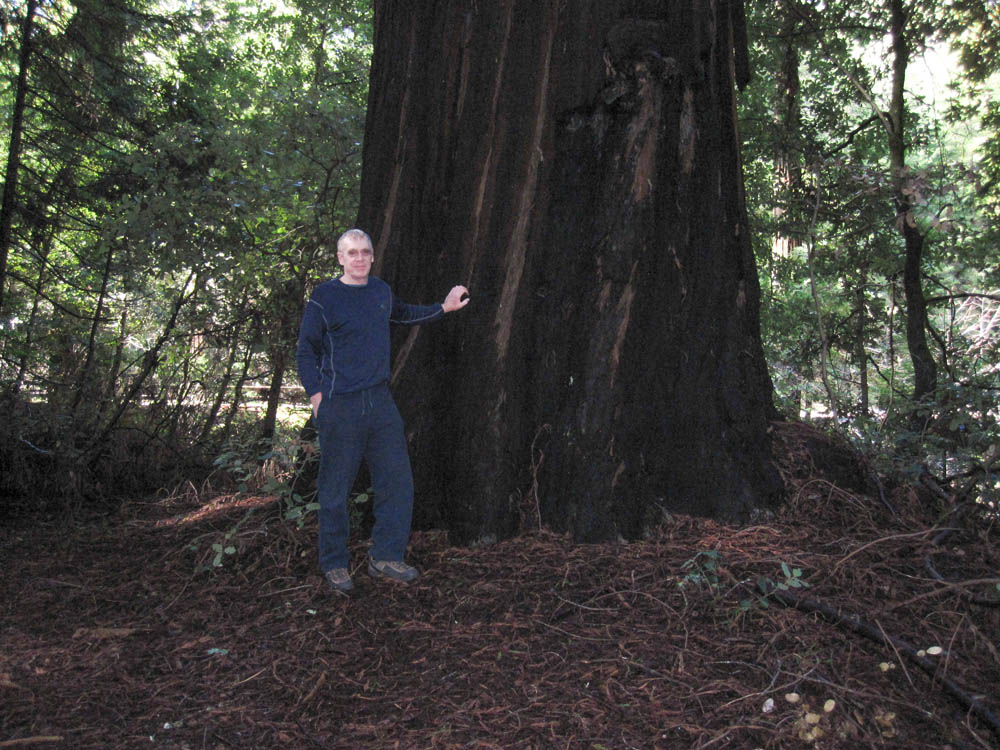 february_dennis at redwoods