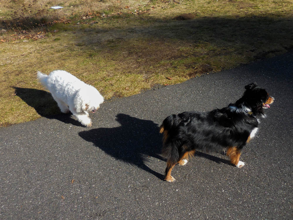 february_alfie and brooks in kirkland 2017
