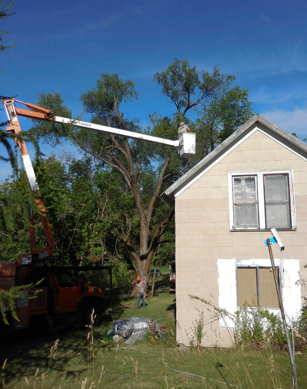 july_taking out leaning elm tree
