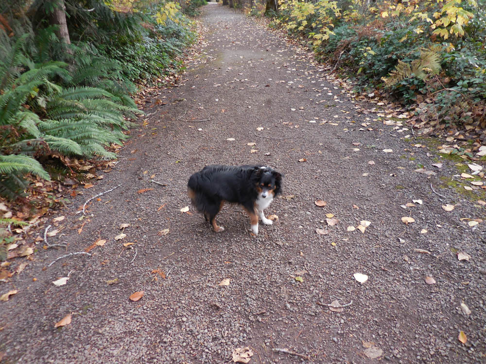november_brooks at tree farm