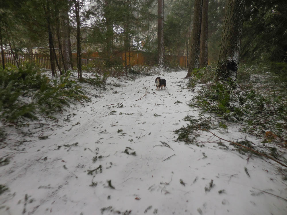 february_brooks on tree farm trail