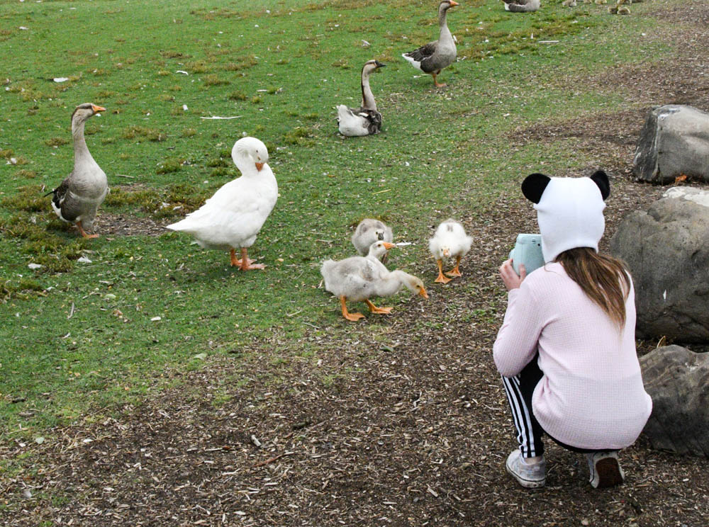 june_mandy geese and goslings at columbia park