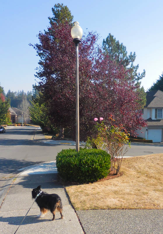 october_ brooks on walk sammamish