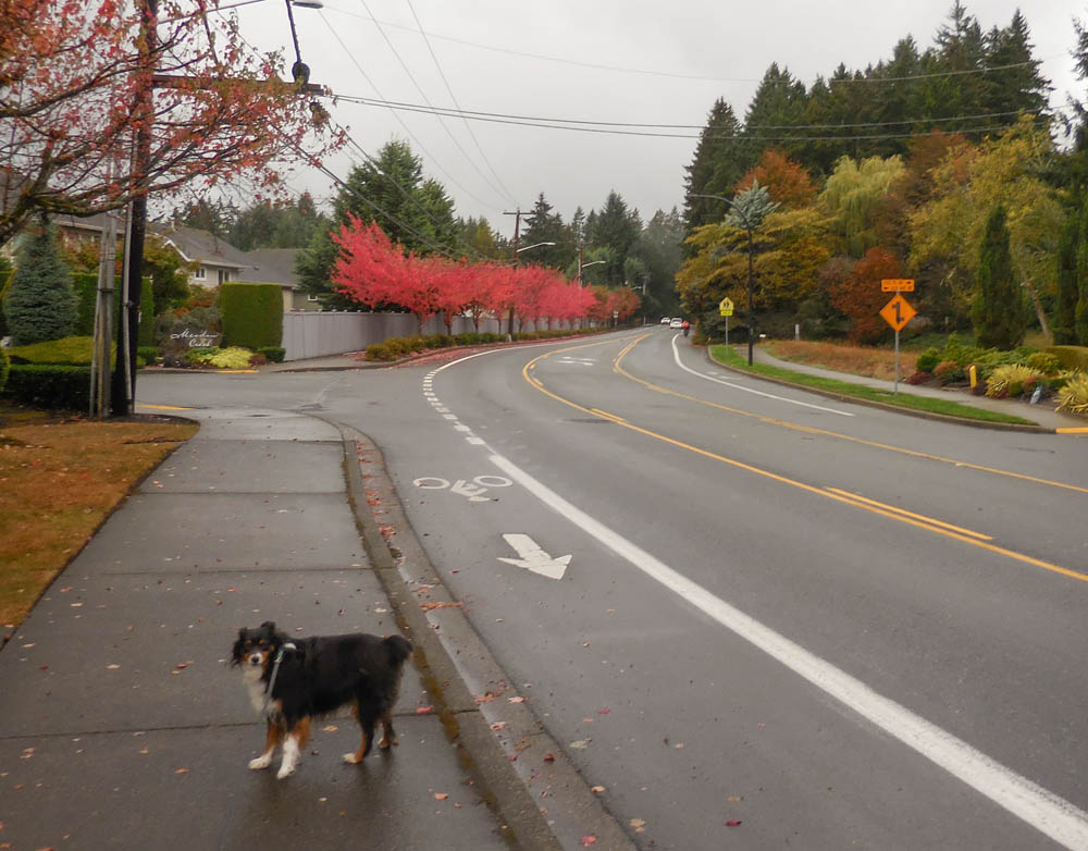 october_ brooks on walk sammamish