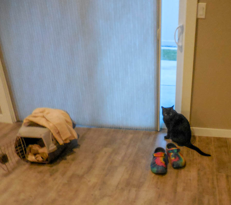 january_squeaky in richland