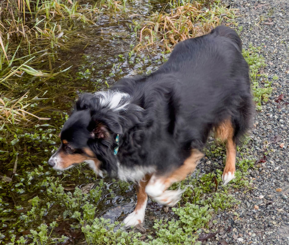 december_brooks on tree farm trail