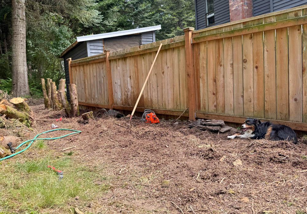 arborvitae removal